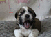 READY NOW KC reg CUTE SHIH TZU BOY PUPPIES