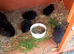 Netherland dwarfs