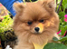 Stunning pomeranian female