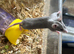 Fancy mice Baby’s