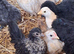 8/10 week old serama chicks available