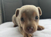 Beautiful Jack russel puppies
