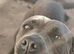 15 month old female cane corso