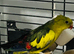 Baby rock pebbler parrot for sale