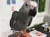 Super Cuddly Baby African Greys
