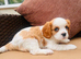 Kc LITTER OF 4 DNA CLEAR CAVALIER PUPPYS