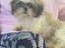 Beautiful shi Tzu puppy