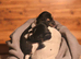 Minture jack russel