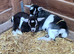 Pygmy Goats