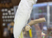 Sulphur crusted cockatoo