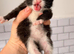 3 kittens for Sale