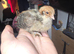 Campine chicks gold & silver 1 week old