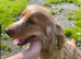 Beautiful golden show cocker