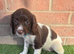 Springer spaniel puppies