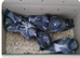 &pound;20 a pigeon  late born ones 2026
