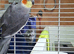 Cockatiels