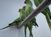 Indian Ringneck