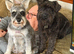 Miniature schnauzer