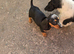 2 stunning Daxi ready to leave
