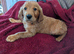 Golden Retriever puppy KC REG,
