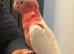 Tame handreard lutino galah cockatoo