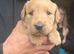Gorgeous labradoodle puppies (75% lab)