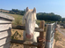 5 year old 12hh gelding cob buddy for sale