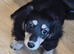 Kc reg miniature daschund longhaired