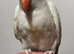 Beautiful Handreared Rare Creamino Baby Ringneck Talking Parrot