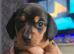 Minature dachshund