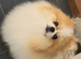 One beautiful fluffy boy for sale