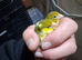 Pair of Irish canaries