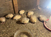 Quail