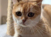 Golden British shorthair