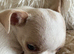female chihuahua
