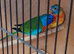 Splendid Parakeets