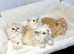 BEAUTIFUL DOLL FACE FULL PERSIAN LONG HAIR KITTEN