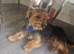 Yorkshire terrier pups
