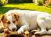 MEET ZEN – A GENTLE BOY WITH A BEAUTIFUL HEART