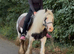 For sale henny 6yo cob mare