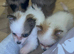 Pomeranian puppy’s