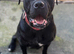 Cane corso bitch for sale