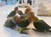 Silly Tame Lovebird Chicks