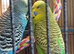 Pair of bonded budgies