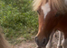 Amazing shetland yearling