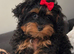 Female poodle c