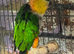 Black headed caique with cage.