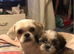 Stunning Shih Tzu male pup for sale