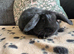 Mini lop, ready now