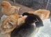 1 week old mixed breed chicks
